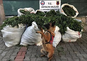 Jandarmadan esrar operasyonu