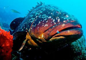 Zıpkıncılar çok kızgın