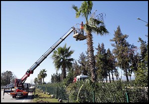 Sökülen palmiyeler  Kadınlar Plajı’nda