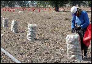 Korkuteli'de patates hasadı başladı