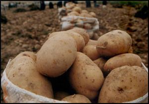 Bir oy kaç kilo patates ediyor