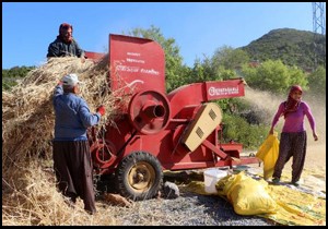Alanyalı üretici arpa ve buğdaydan vazgeçti