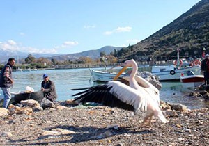 Gazipaşalı balıkçıların maskotu pelikan 'Abbas'