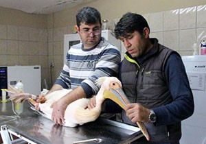Otelin balkonunda yaralı pelikan bulundu