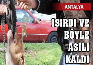 Pitbull kırması bir ısırdı böyle asılı kaldı