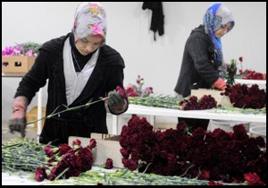 Çiçekçilere, Sevgililer Günü'nde Rusya darbesi