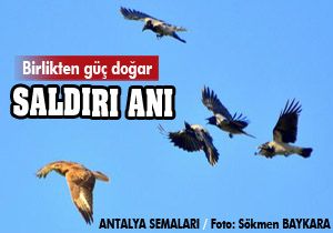 Antalya semalarında 'İt dalaşı'