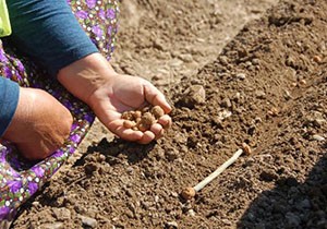 OGM'den salep eylem planı