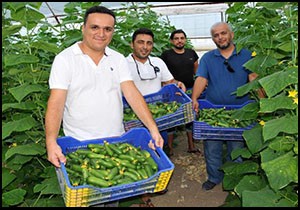 Yazın serada salatalık dönemi başladı