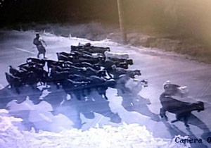 Serik'te küçükbaş hayvan hırsızları tutuklandı