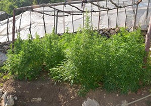 Serik'te 53 kilo esrar ele geçirildi
