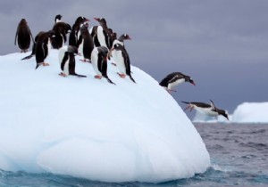 150 bin penguen öldü