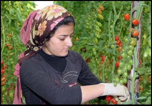 Tarım kooperatifleri devlet desteği bekliyor