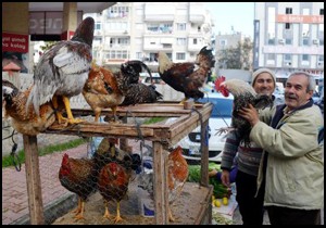 Hindi yerine köy tavuğu