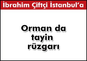 Orman da tayin rüzgarı
