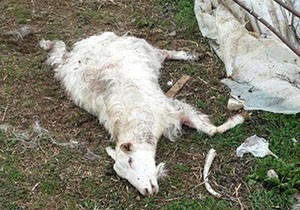 Köpekler hayvanları telef etti iddiası