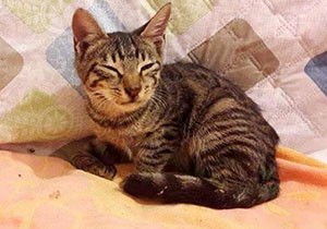 Antalya'da tecavüze uğrayan kedi telef oldu