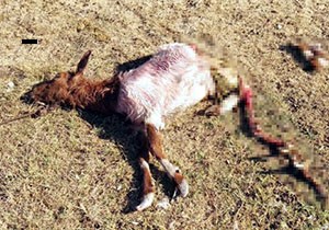 Sokak köpeklerinin saldırdığı 9 keçi telef oldu
