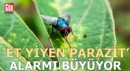 'Et yiyen parazit' alarmı büyüyor!