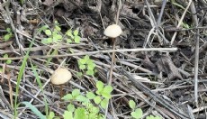 'Her 3 mantardan 1'i sizi hastanelik edebilir'