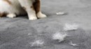 'Kedi tüyü akciğere kaçar' iddiasına uzmanından yanıt
