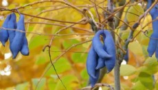 'Mavi sosisleri' gören bahçesine dikmek için sıraya girdi