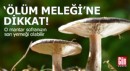 'Ölüm meleği' organ yetmezliğine yol açıyor