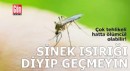 'Sinek ısırdı' deyip göz ardı etmeyin, çok tehlikeli olabilir