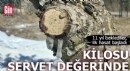 11 yıl beklediler, şimdi kilosu servet değerinde!