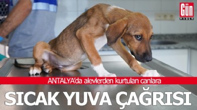 Antalya'da alevlerden kurtulan canlara sıcak yuva çağrısı