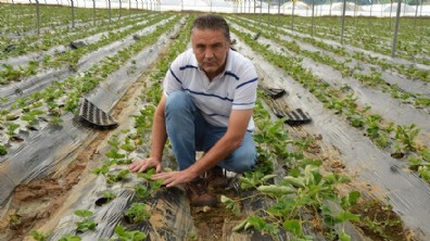 Antalya'da çilek fideleri toprakla buluştu