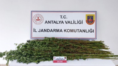 Antalya'da jandarmadan uyuşturucu operasyonu