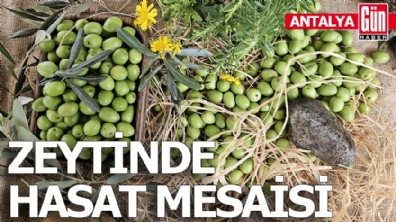 Antalya'da ‘var yılı’ olan zeytinde hasat zamanı