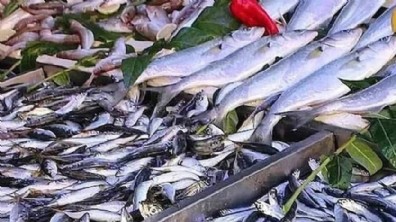 Balıkçıdan hamsi ve palamut uyarısı: Stok yapın