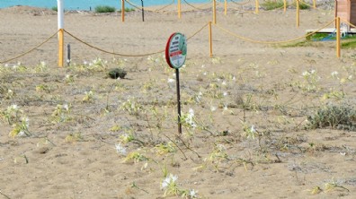 Boğazkent sahilinde kum zambakları açtı