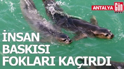 İnsan baskısı fokları kaçırdı