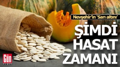 Nevşehir’in ‘Sarı altını’, şimdi hasat zamanı