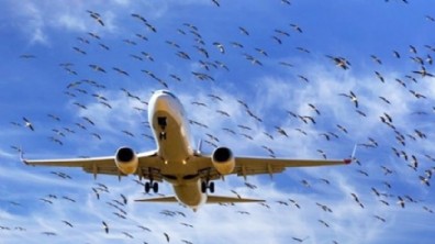 Pegasus uçağına kuş çarptı, uçak geri döndü