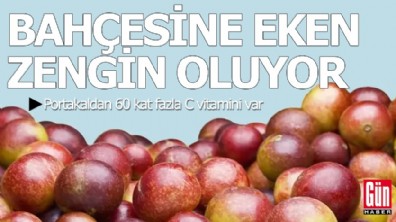 Portakaldan 60 kat fazla C vitamini var: Bahçesine eken zengin oluyor