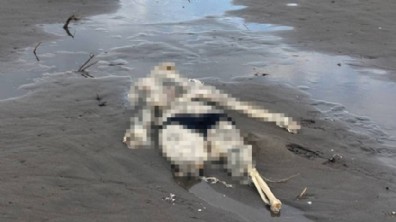 Sahilde ürperten görüntü! Ekipler harekete geçti