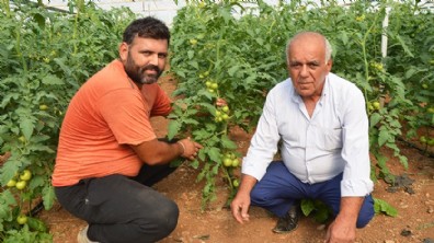 Serikli üretici domates hasadını bekliyor