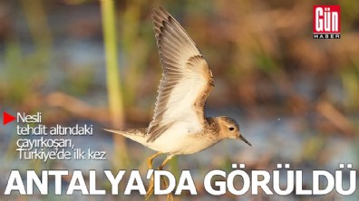 Türkiye'de ilk kez Antalya'da görüntülendi