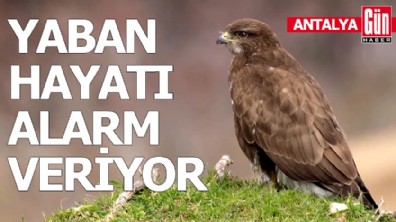 Yaban hayatı alarm veriyor! Doğa için hala umut var