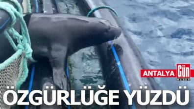 Antalya'da Akdeniz foku özgürlüğe yüzdü