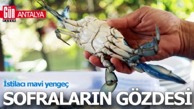 Antalya'da istilacı mavi yengeç, sofraların gözdesi