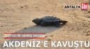 2026'nın ilk caretta yavruları Akdeniz'e kavuştu