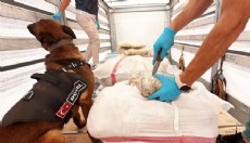 24 ilde uyuşturucu operasyonları: 80 tutuklama