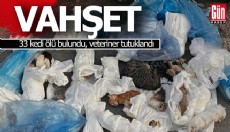 33 kedi ölü bulundu, veteriner tutuklandı
