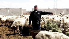80 bin lira maaşla çalıştıracak çoban bulamıyorlar