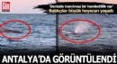 Akdeniz'de amatör balıkçılar görüntüledi